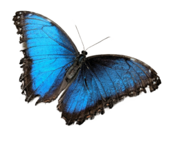 Butterfly Png Transparent Photo