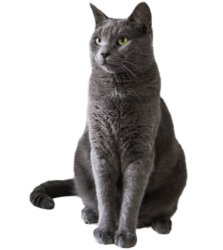 black cat png cute cat free hd download transparent png 4545