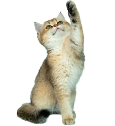cat png cute cat free hd download transparent png 45943