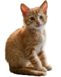 cat png cute cat free hd download transparent png 45959 (2)
