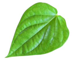 Paan Png Image Download
