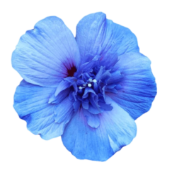 Blue Hibiscus Png Image