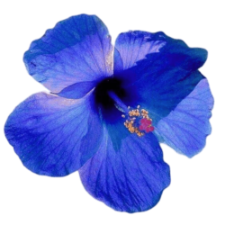 Blue Hibiscus Png Images Free Download