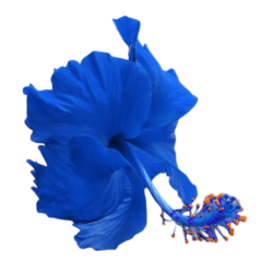 Blue Hibiscus Png Photo