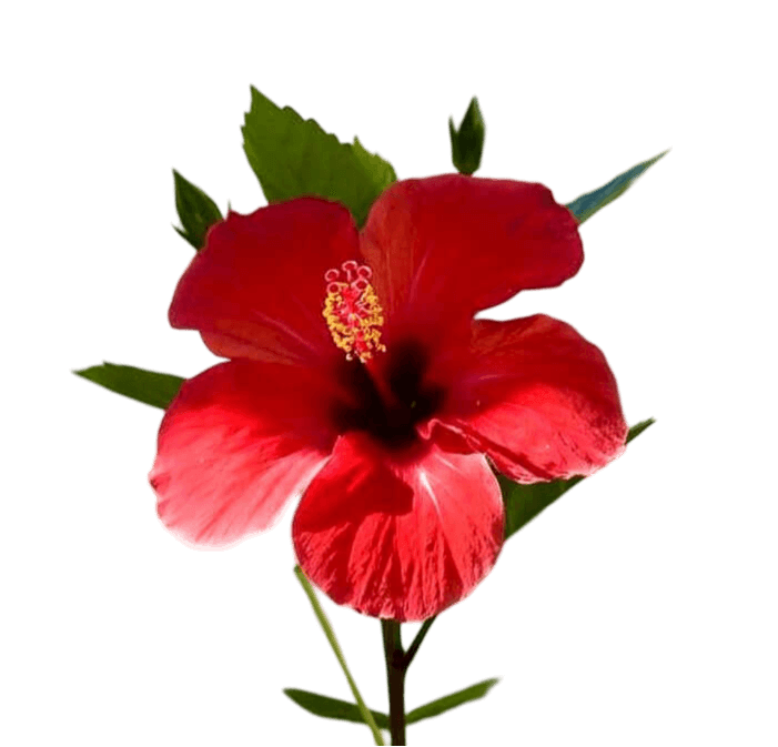 Hibiscus Flower Png HD Image