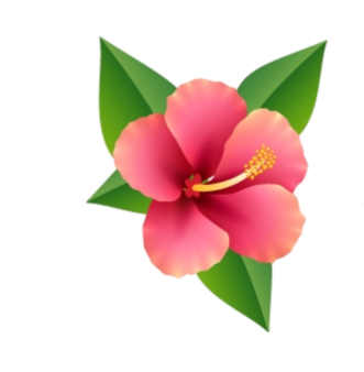Hibiscus Flower Png HD Images Free Download