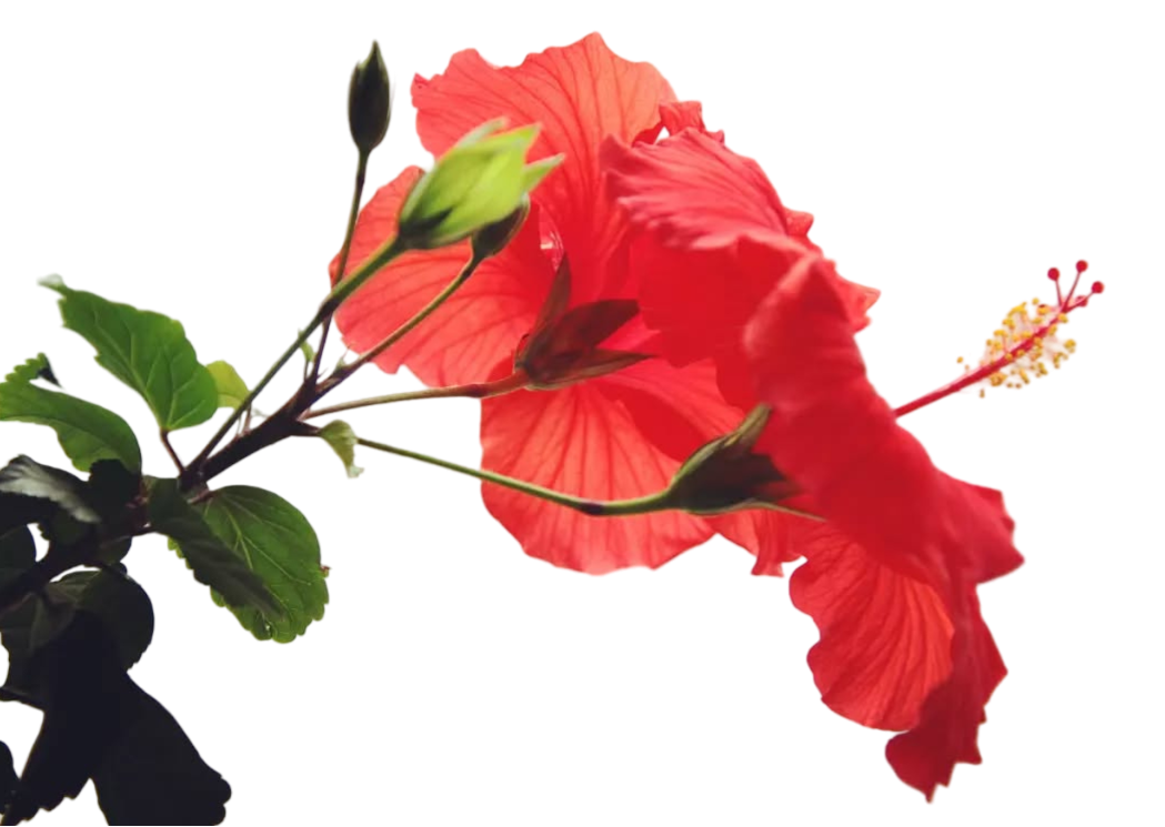 Hibiscus Flower Png HD Photo