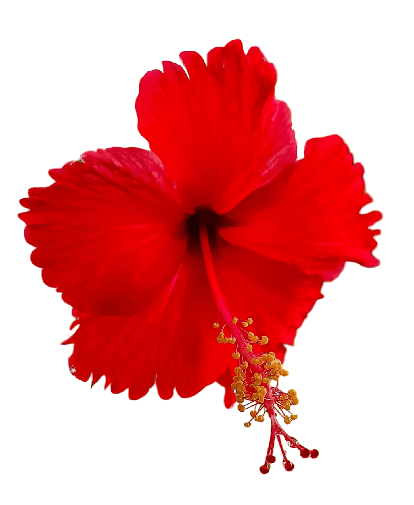 Hibiscus Flower Png Image