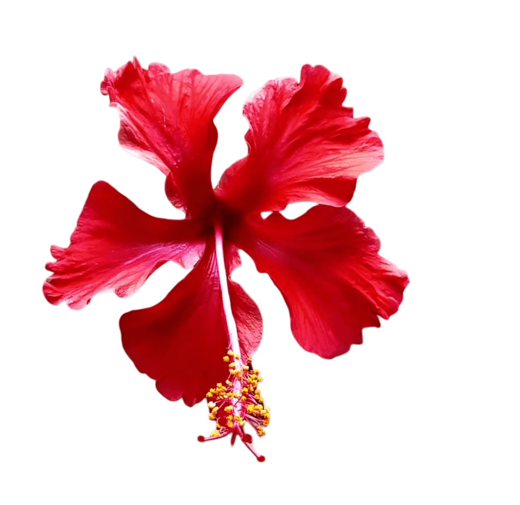 Hibiscus Flower Png Images Free Download