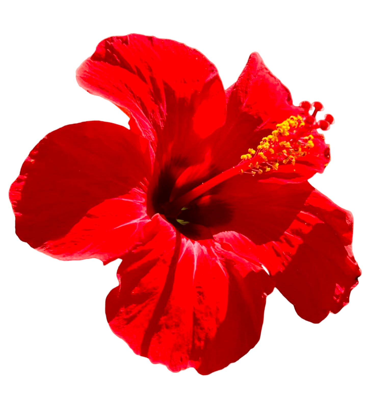 Hibiscus Flower Png Photo