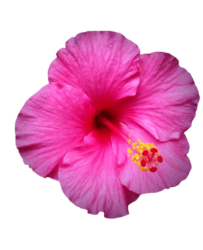 Hibiscus Png Free Stock Image
