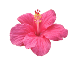 Hibiscus Png Image