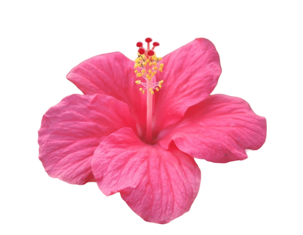 Hibiscus Png Image