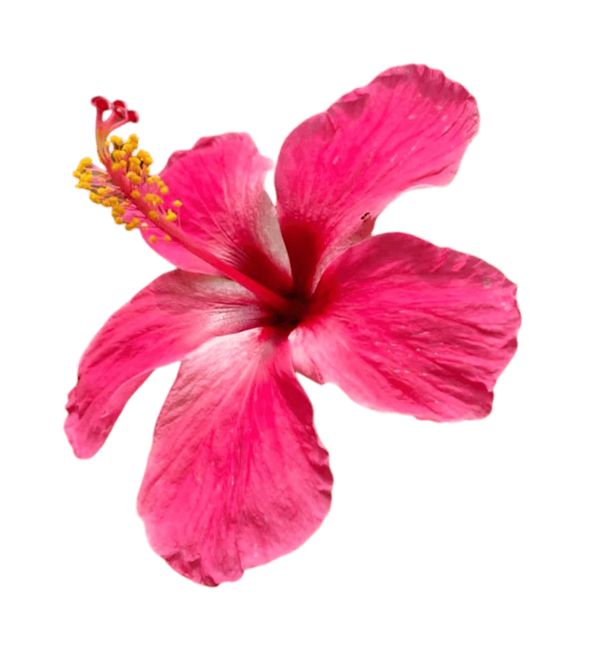 Hibiscus Png Photo Free Download