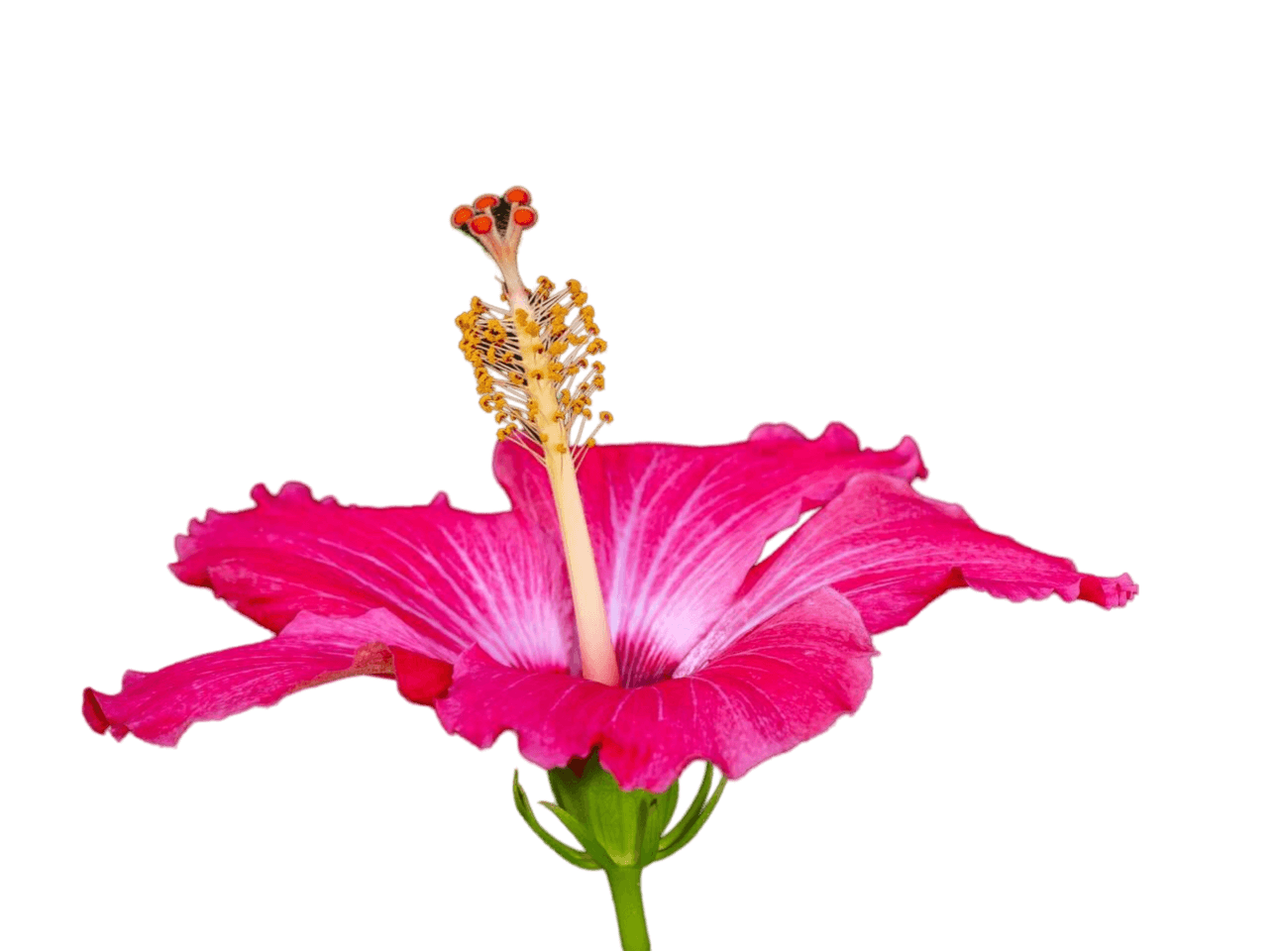 Hibiscus Png Photo Free
