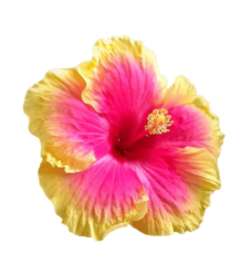 Hibiscus Png Picture