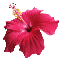Hibiscus Png Premium Image