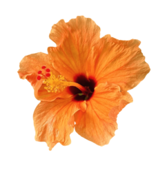 Orange Hibiscus Png Free Stock Image