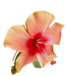 Orange Hibiscus Png Photo