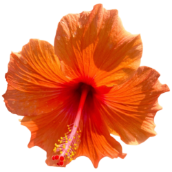 Orange Hibiscus Png Photo Free Download