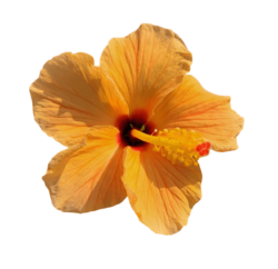 Orange Hibiscus Png Picture