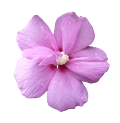 Purple Hibiscus Png Images Free Download