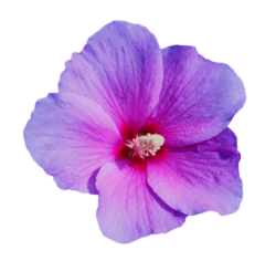 Purple Hibiscus Png Premium Image