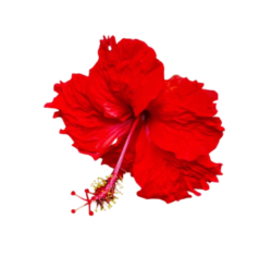 Red Hibiscus Png Photo