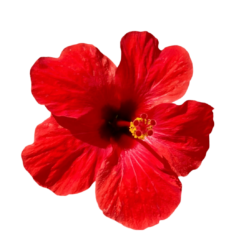 Red Hibiscus Png Photo Free
