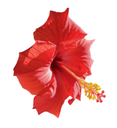 Red Hibiscus Png Photo Free Download