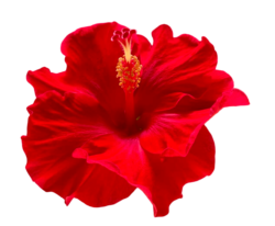 Red Hibiscus Png Premium Image