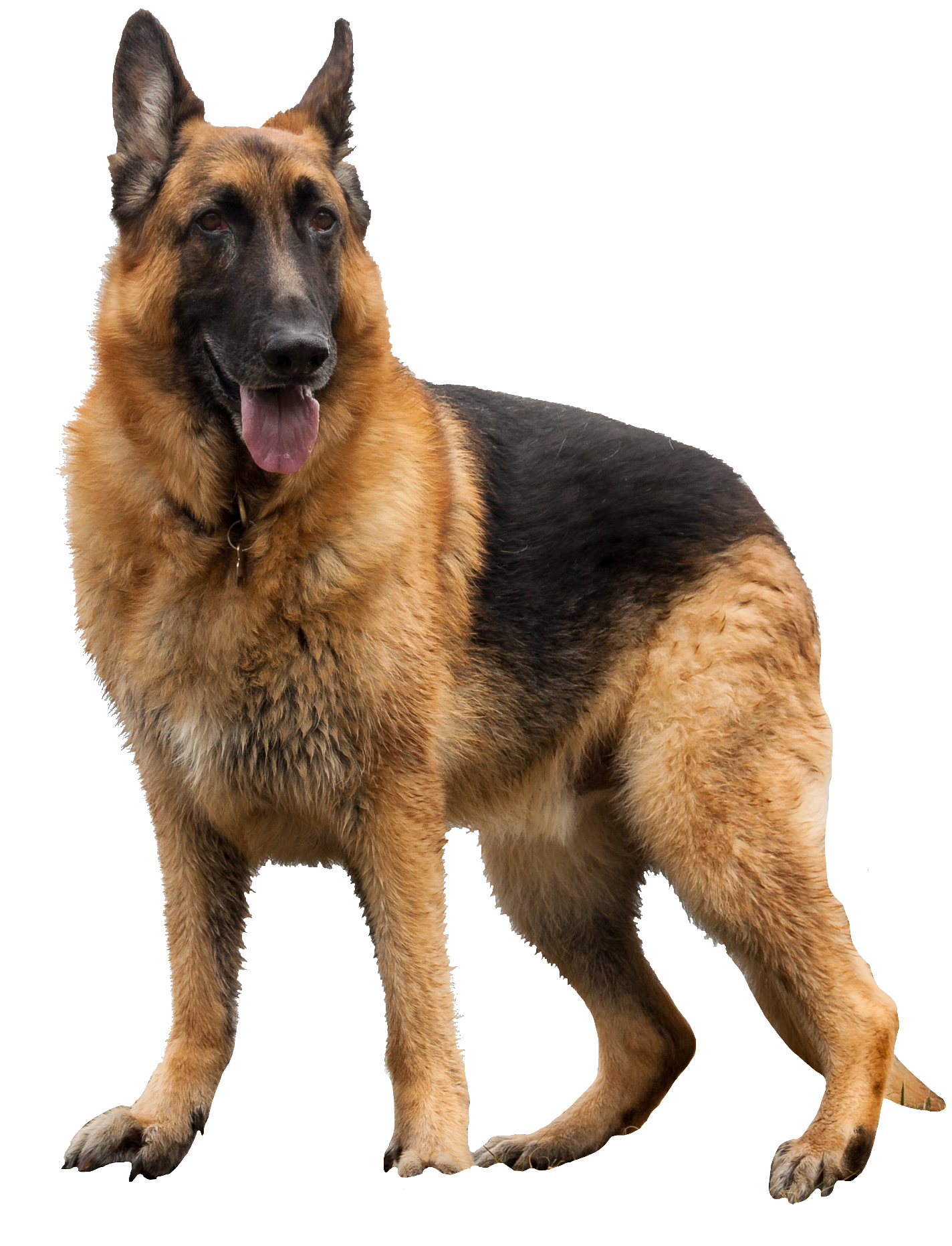 Big Dog Png​
