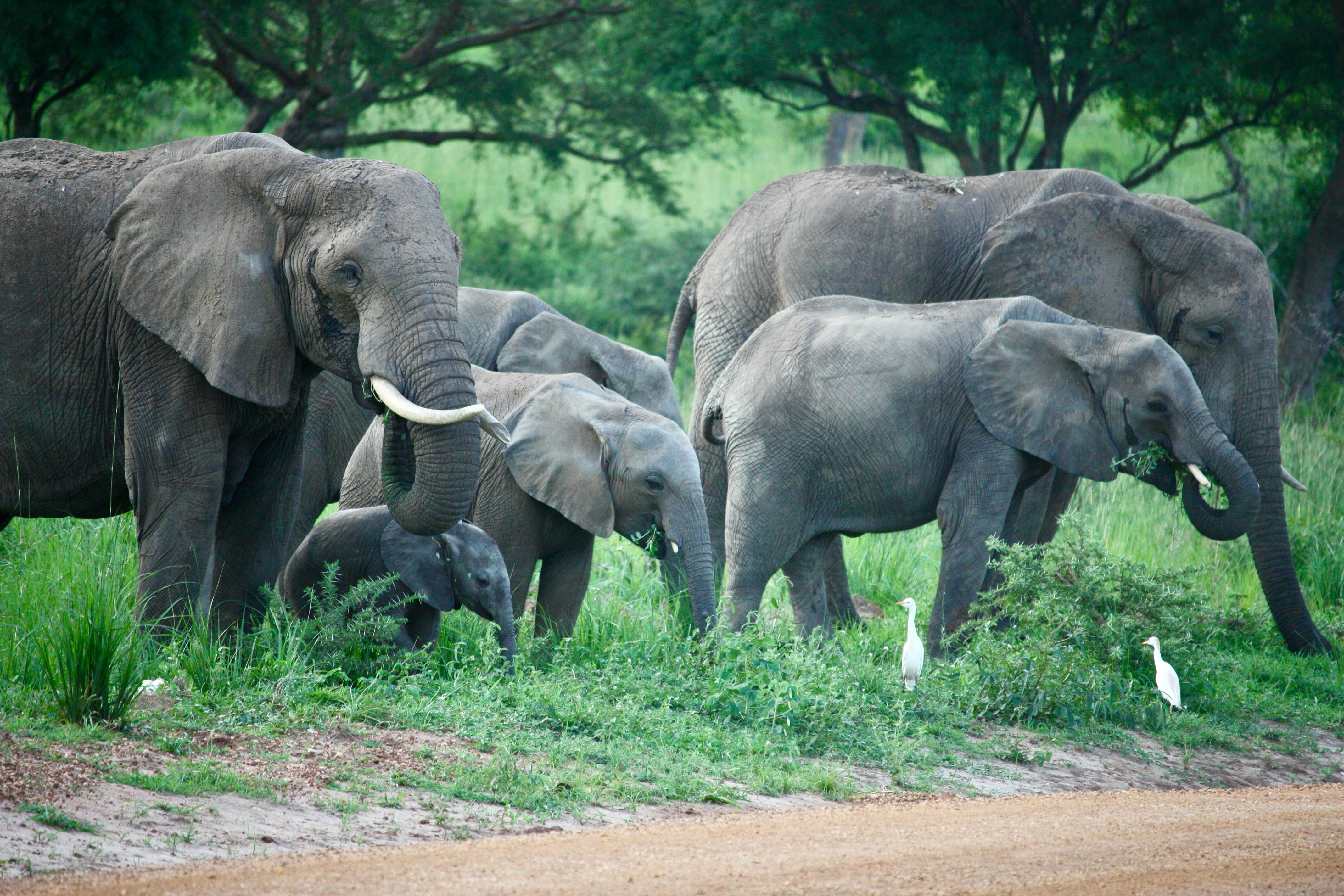 Elephants
